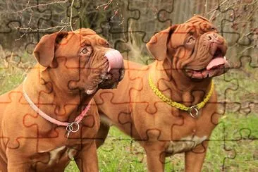 2 Brown American Bulldog jigsaw puzzle