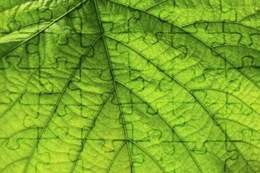 Green Leaf close up jigsaw puzzle