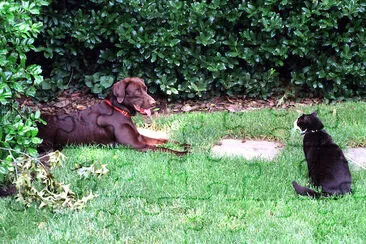 Chaussettes le chat et Buddy le chien