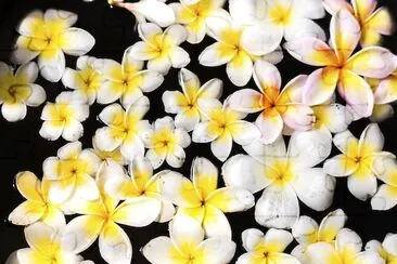 Plumeria galleggiante sull'acqua