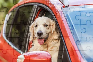 Golden retriever prowadzący samochód