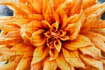 Schließen Sie oben von der schönen orange Chrysantheme