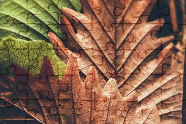 Leaves Closeup jigsaw puzzle