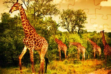 Giraffes in Sunset jigsaw puzzle