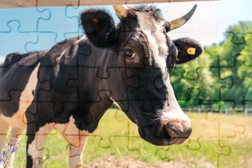 Vache sur les pâturages ensoleillés