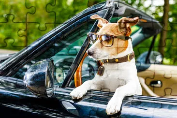 Cool Jack Russell en un coche