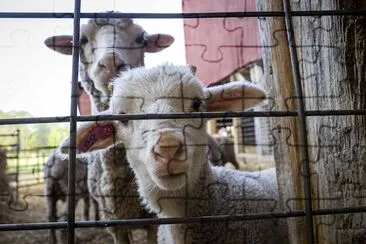 Merino Sheep Waiting for Food jigsaw puzzle