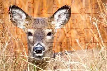 Cerf dans les bois