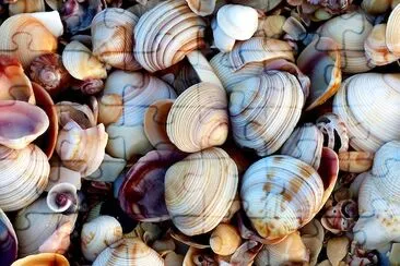 Unzählige Muscheln am Strand