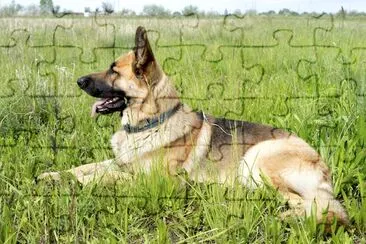 German Shepherd Resting in the Field jigsaw puzzle