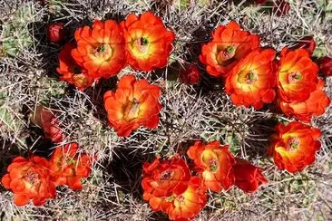 Kingcup Cactus Full Bloom