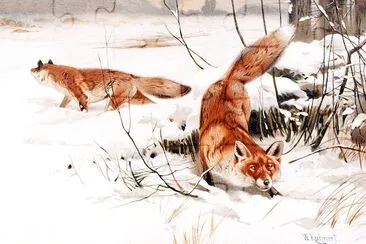  Common Foxes in the Snow jigsaw puzzle