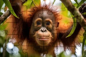 Orangután en la selva