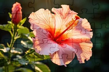 Hibiscus Blossom  jigsaw puzzle