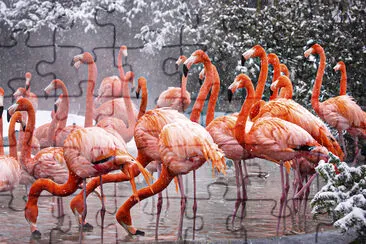 Amerikanischer Flamingo (2009)