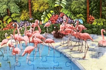 Flamencos en Florida