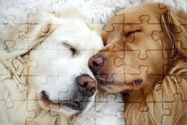 Retriever Couple jigsaw puzzle