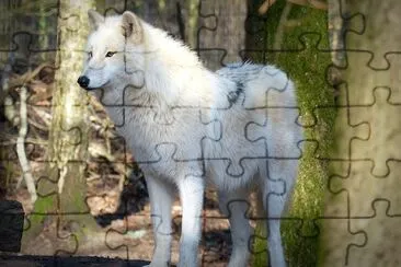 Lone Wolf jigsaw puzzle