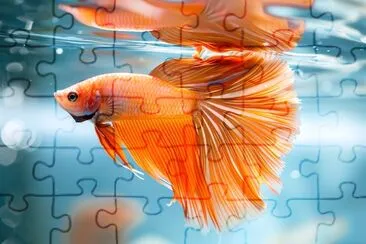 Vibrant Orange Betta Fish jigsaw puzzle