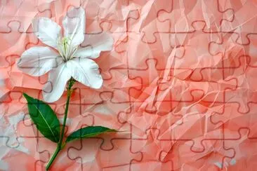 Carta con fiori di gelsomino