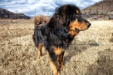 Hund auf dem Feld