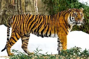 Sumatran Tiger (2009) jigsaw puzzle