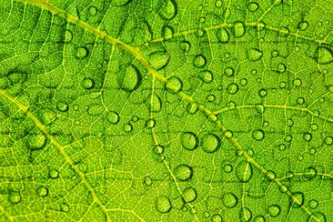 Gota de agua sobre una hoja