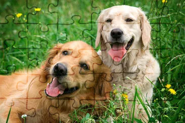 Deux jeunes Golden Retrievers