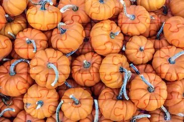 Mini Pumpkins jigsaw puzzle