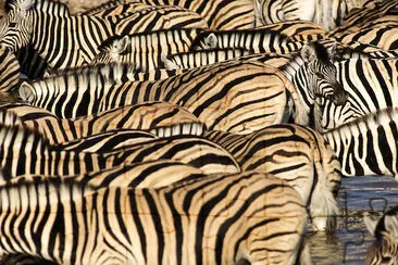 Group of Zebras jigsaw puzzle