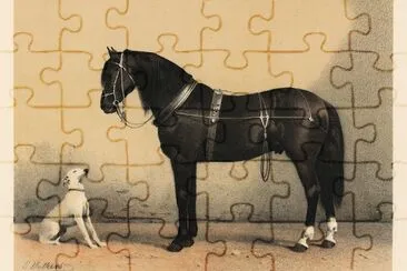 Orloffer (Orloff Horse) jigsaw puzzle