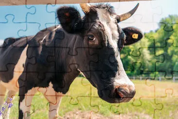 Cow on sunny pas jigsaw puzzle