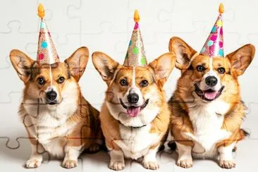 Perros de cumpleaños