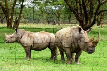 White Rhinos jigsaw puzzle