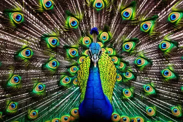 Dazzling Peacock's Feather Show jigsaw puzzle