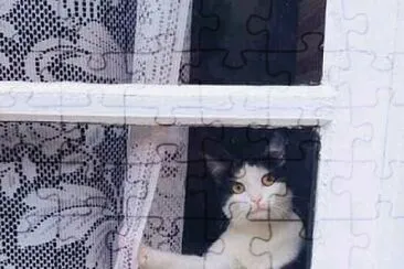 gato jigsaw puzzle