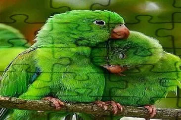 Loros jigsaw puzzle