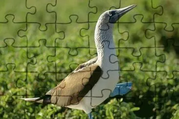 . jigsaw puzzle