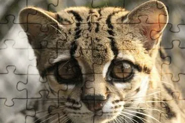 ocelote jigsaw puzzle