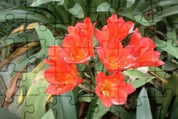 FLOR NARANJA jigsaw puzzle