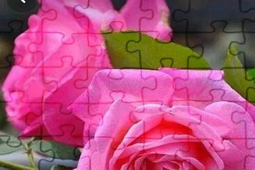 Rosas jigsaw puzzle