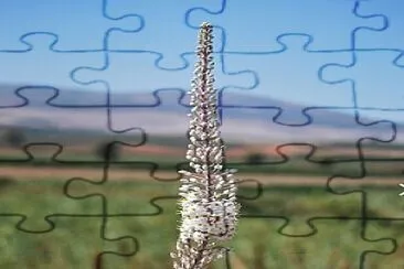 חצב jigsaw puzzle