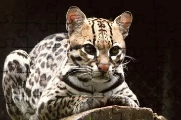 ocelote1