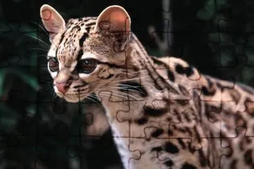 ocelote2 jigsaw puzzle