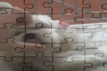 Isa jigsaw puzzle