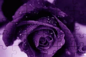 Amethyst Colored Rose