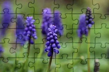  jigsaw puzzle