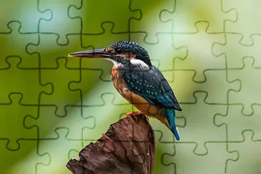 Toy jigsaw puzzle