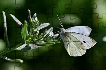 Imagem jigsaw puzzle