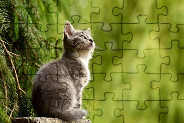 Toy jigsaw puzzle